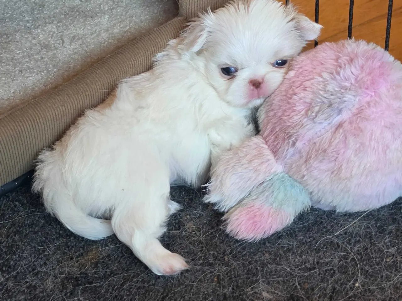 Billede 1 - Japanese chin hvalpe