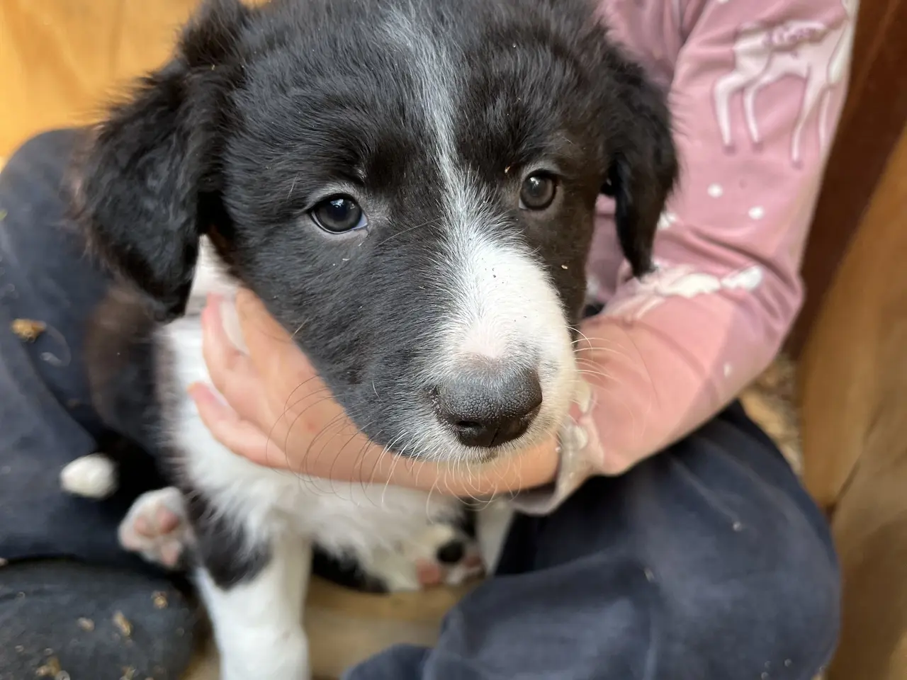 Billede 8 - Border Aussie hvalpe