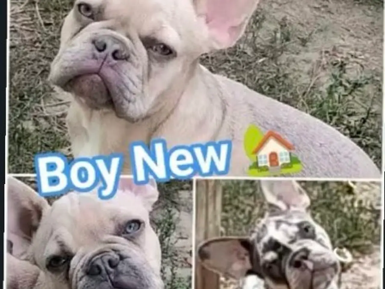 Billede 1 - 2 Chokolade fawn Fransk bulldog hvalp.