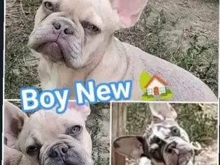 2 Chokolade fawn Fransk bulldog hvalp.