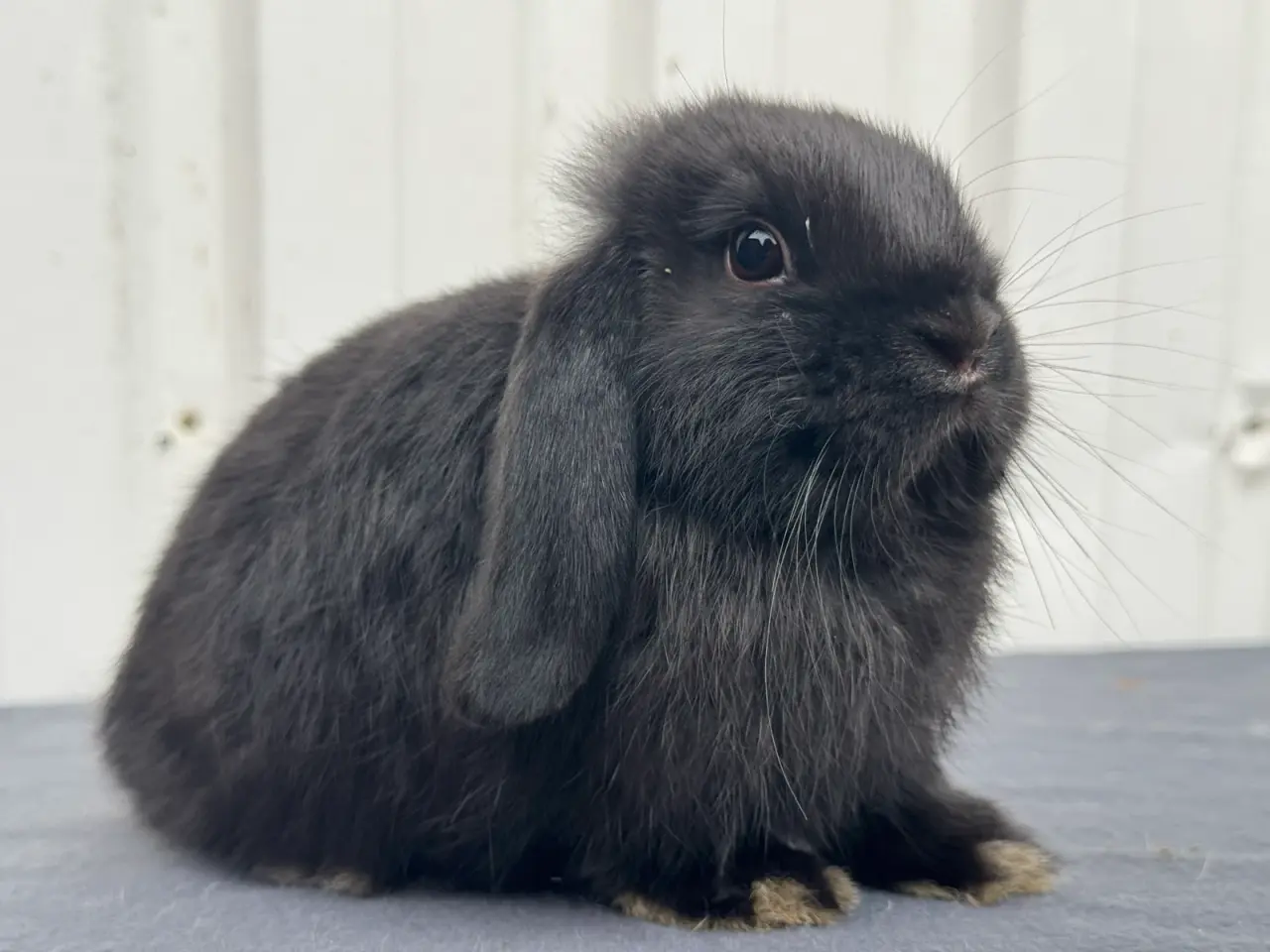 Billede 5 - Mini lop hunkanin
