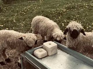 3 stk Valais Black nose gimmer lam 3 mdr