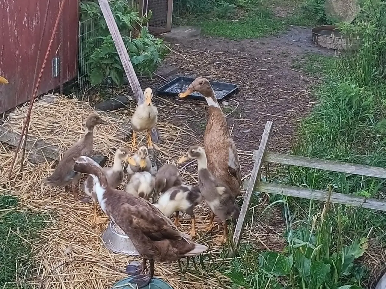 Billede 3 - Løbeand dem som ikke kan flyve