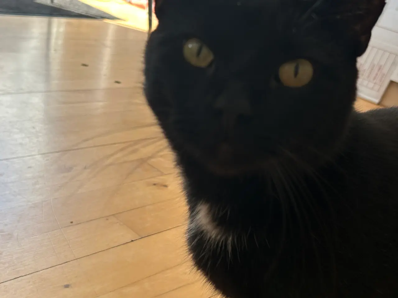Billede 6 - Søde katte 