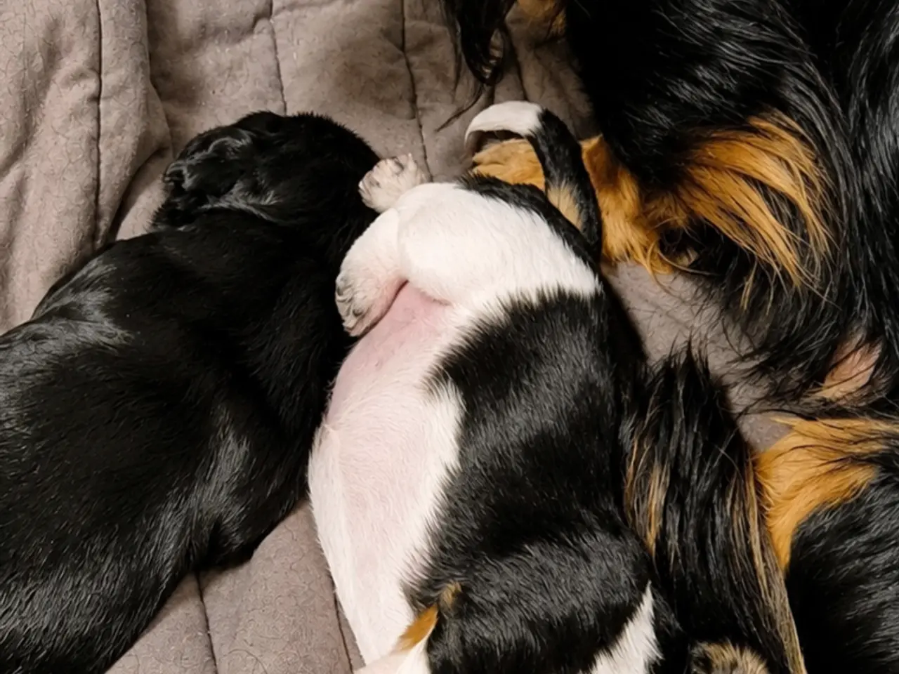 Billede 6 - Miniature gravhundehvalpe 