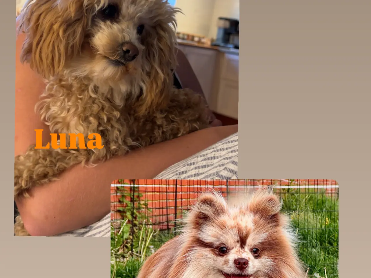 Billede 13 - Pomapoo hvalp ❤️