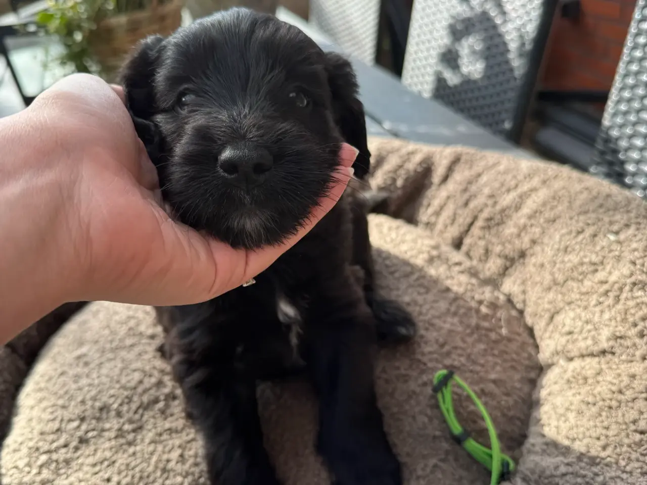 Billede 7 - God retriever/doodle-mix bamser