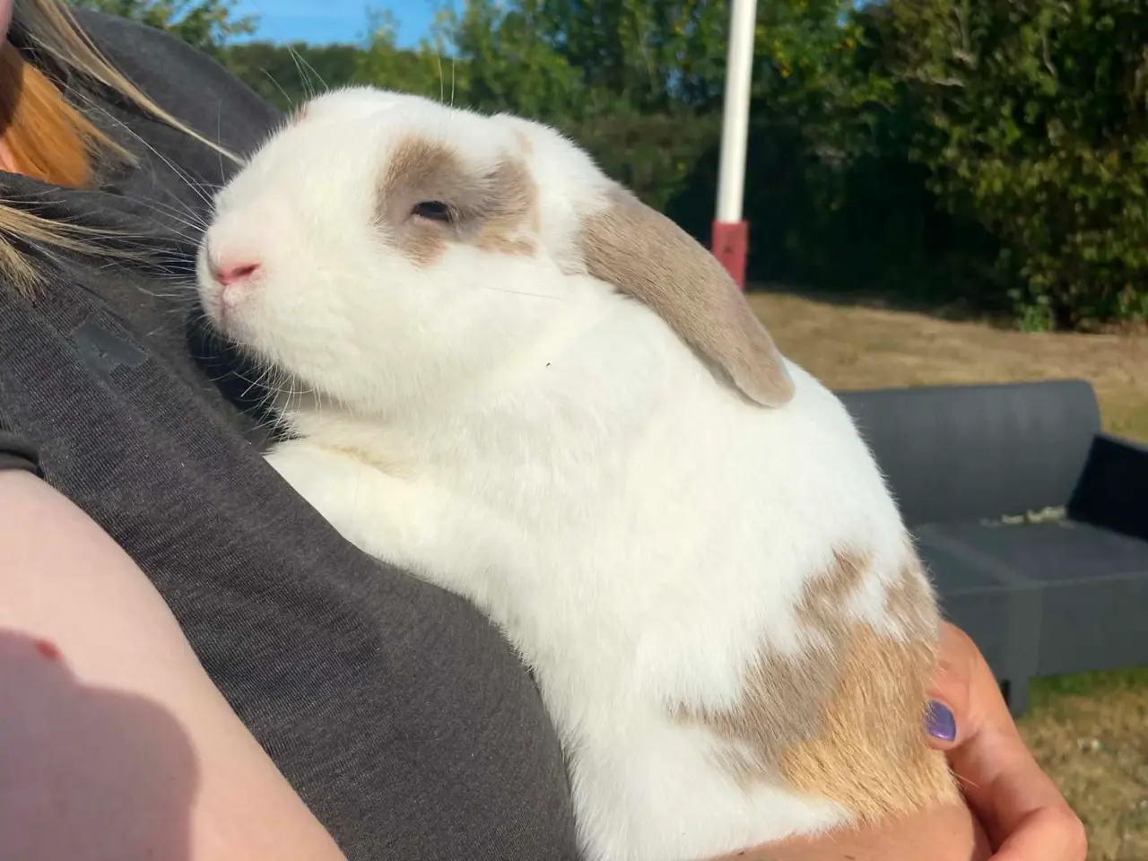 Billede 2 - Sød kanin🥕