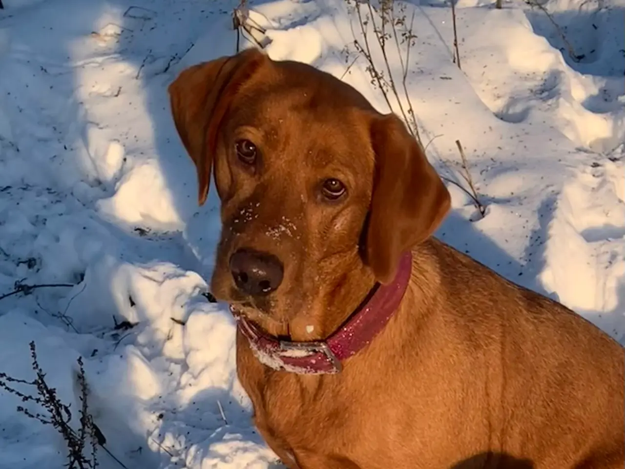 Billede 19 - Labrador hvalpe 