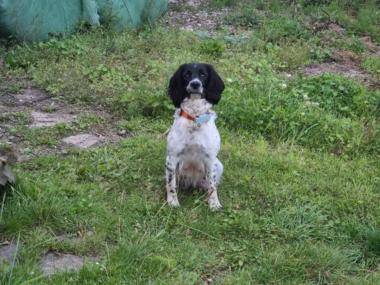 Billede 2 - F.T Engelsk Springer Spaniel hvalpe