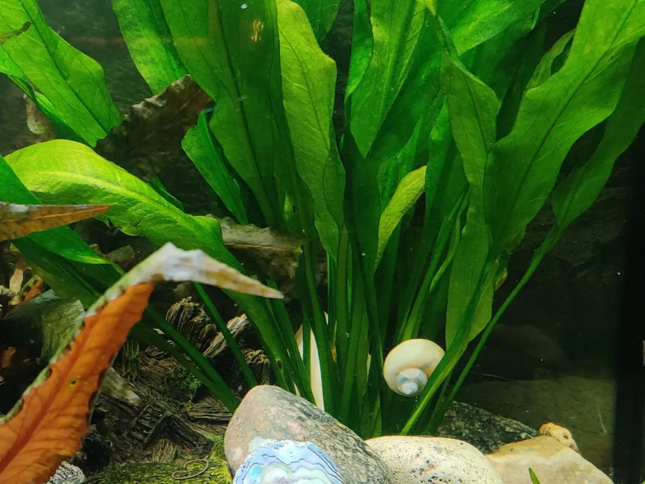 Billede 2 - Akvarie Planter mange slags
