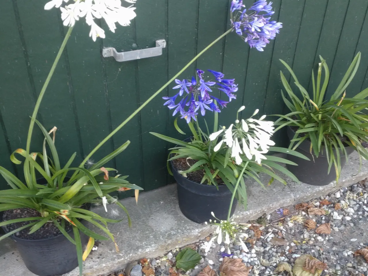 Billede 1 - solhat. Algarve. Agapanthus/skærnlilje. buksbom