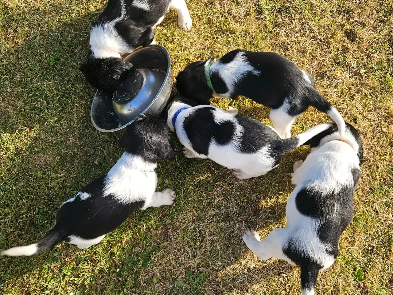 Billede 10 - Engelsk springer spaniel 