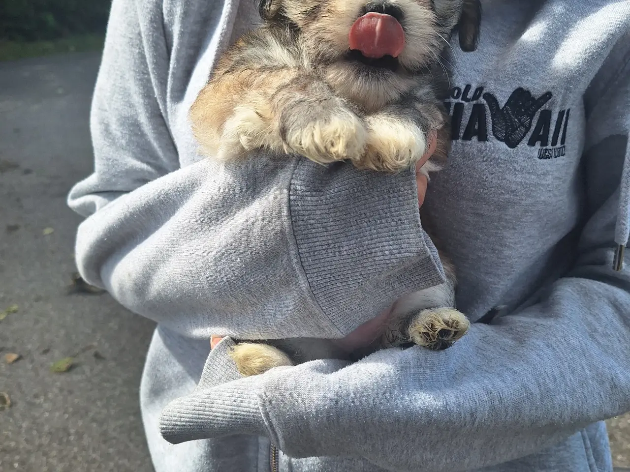 Billede 3 - Lhasa Apso malteser hvalpe