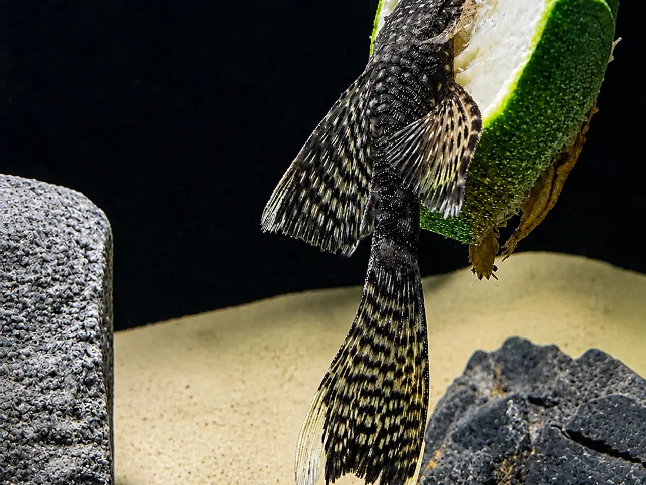 Billede 1 - 🖤Ancistrus / Bristlenose Pleco Longfin – Unger 