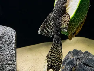 🖤Ancistrus / Bristlenose Pleco Longfin – Unger 