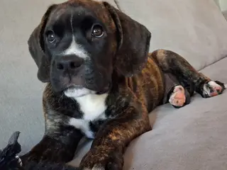 Boxer blandning