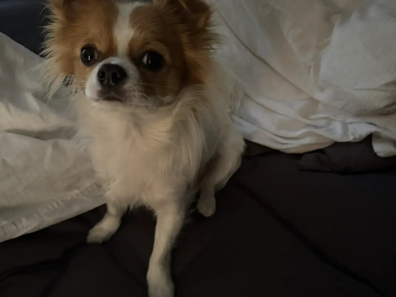 Billede 5 - Chihuahua langhåret 