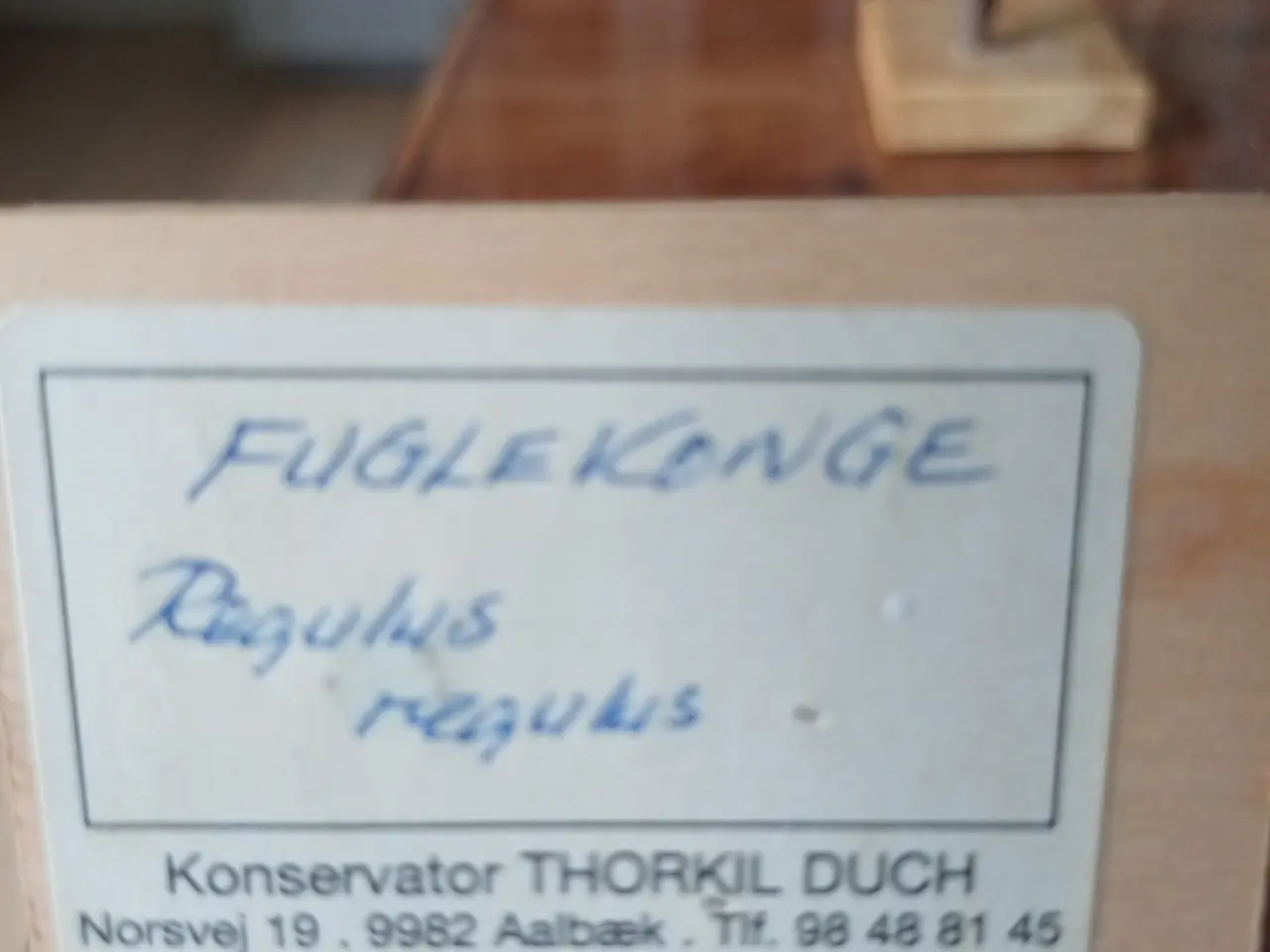 Billede 7 - To Fuglekonger - Fundet i haven