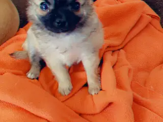 Yorkshire /chihuahua