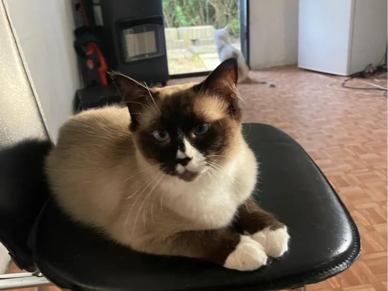Billede 4 - Smuk ren Ragdoll-hankat tilbydes til parring 🐾💙