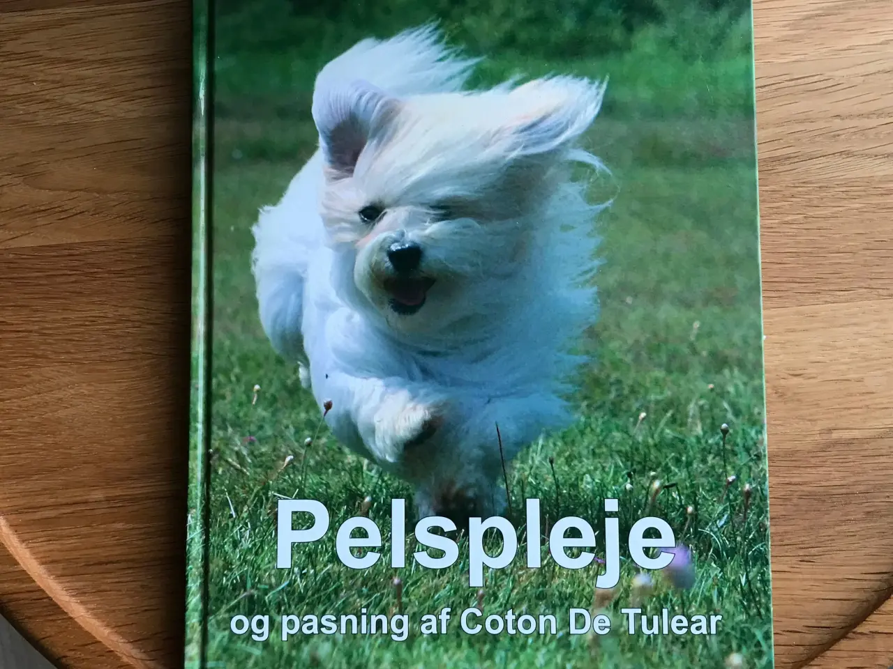 Billede 1 - Pelspleje og pasningaf Coton De Tulear