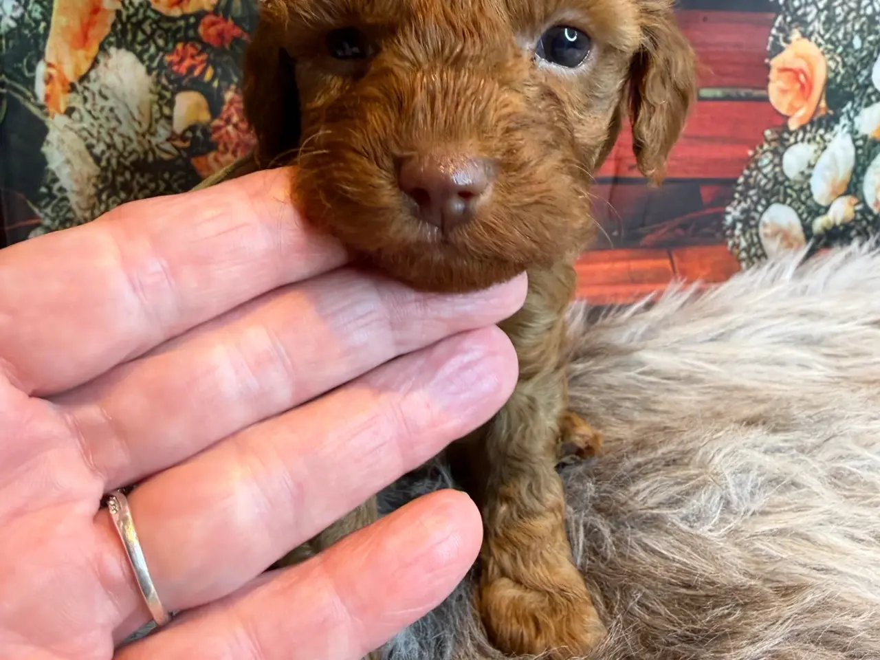 Billede 15 - 🐾❤️ Små Maltipoo-hvalpe – store hjerter ❤️🐾