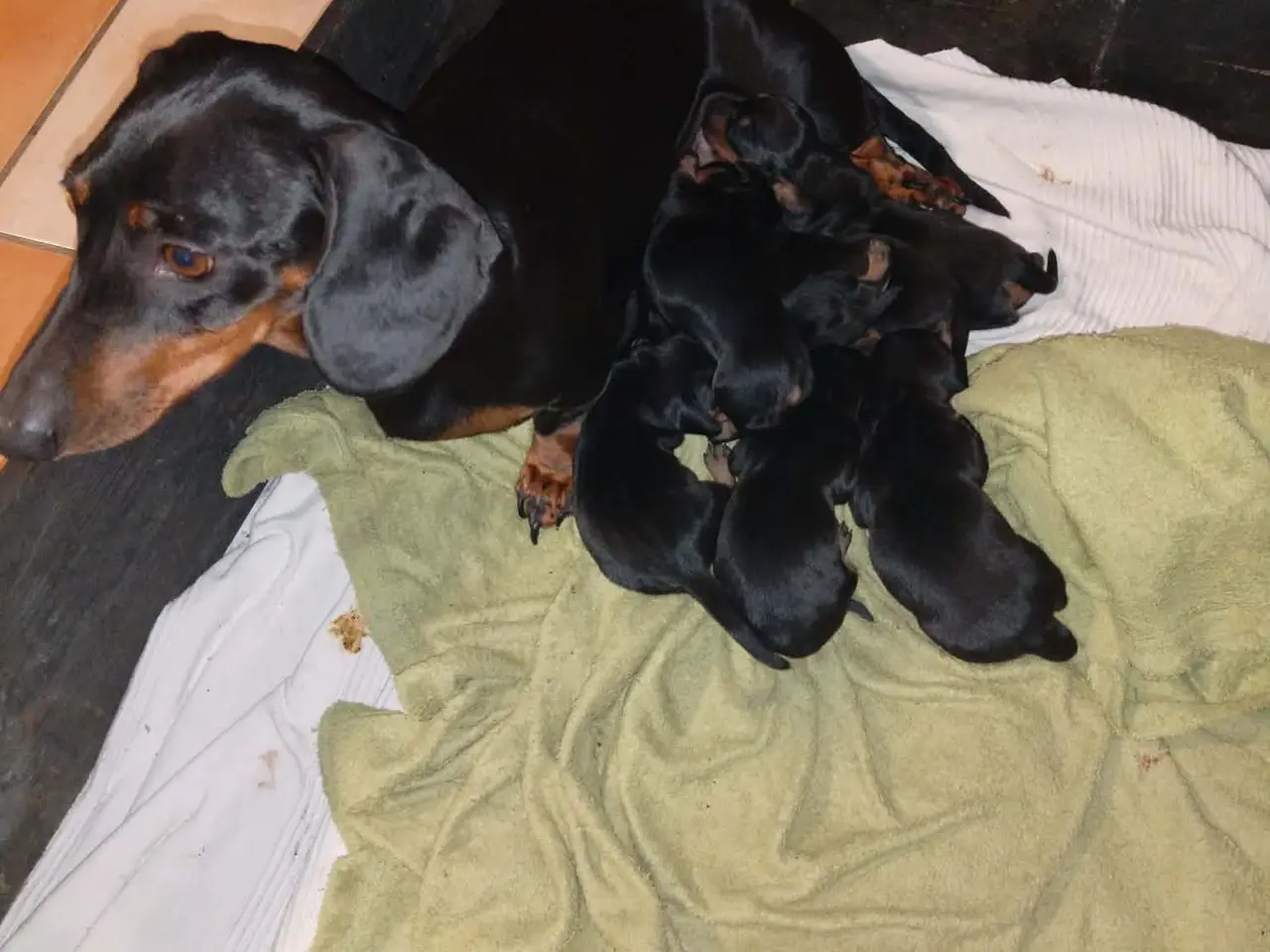 Billede 1 - Standard Korthåret Gravhunde
