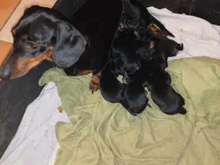 Standard Korthåret Gravhunde