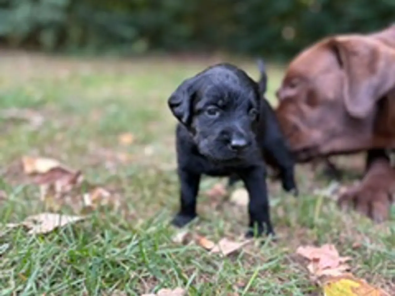 Billede 11 - Helt fantastiske Labradoodle sælges
