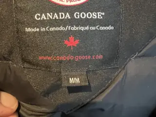 Canada goose
