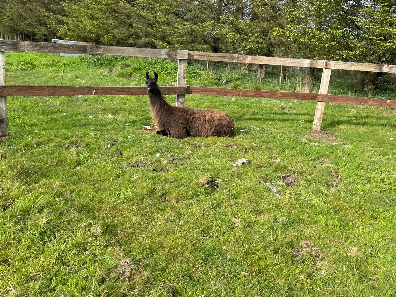 Billede 4 - Lama par