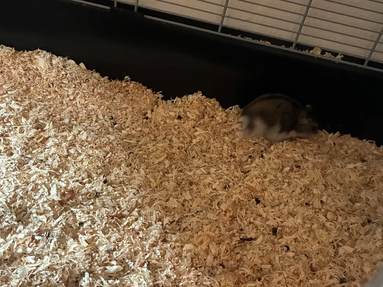 Billede 7 - Hamster og tilbehør 