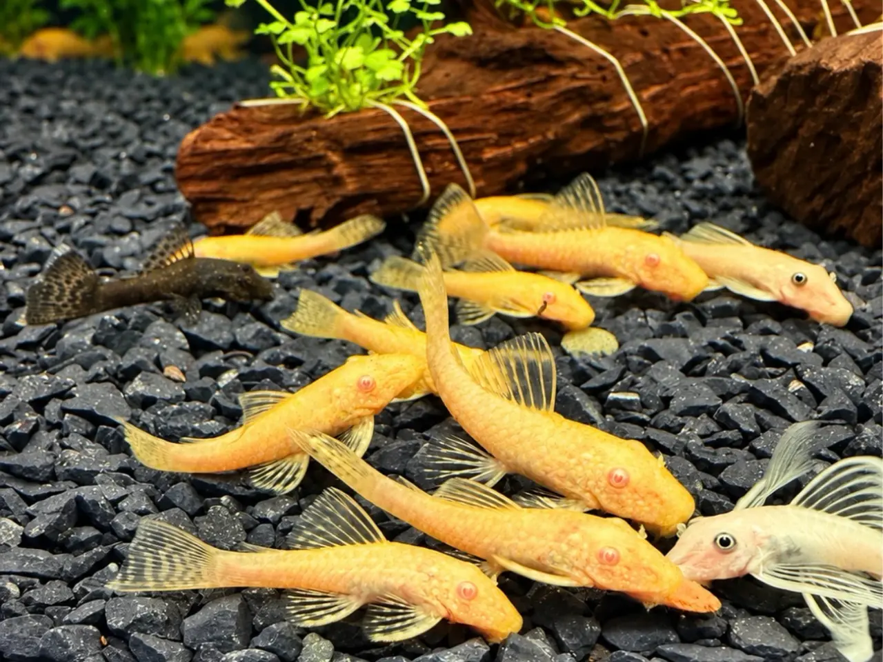 Billede 5 - Albino sugemaller kortfin