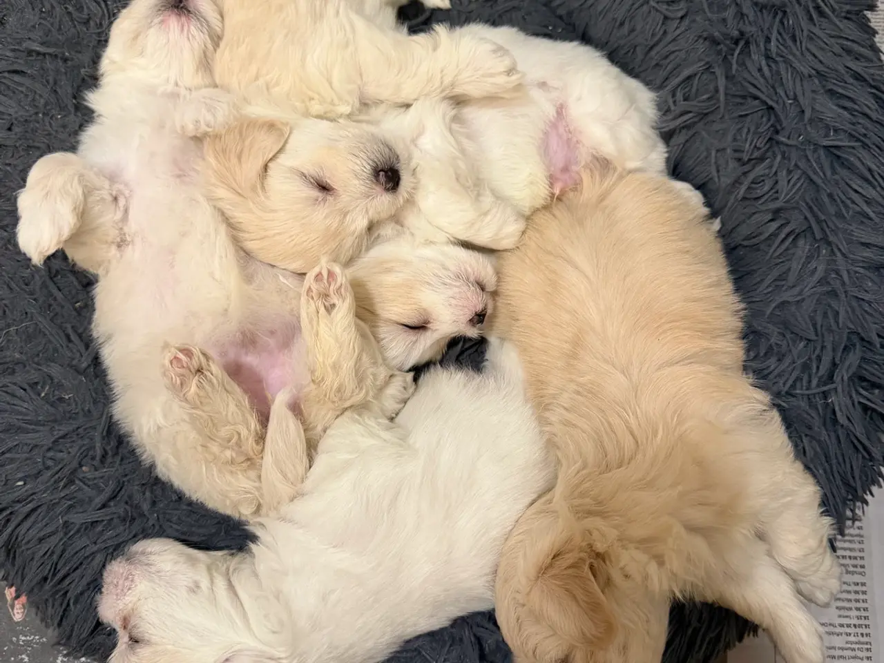 Billede 3 - Rolige bormulds hvalpe 🐶
