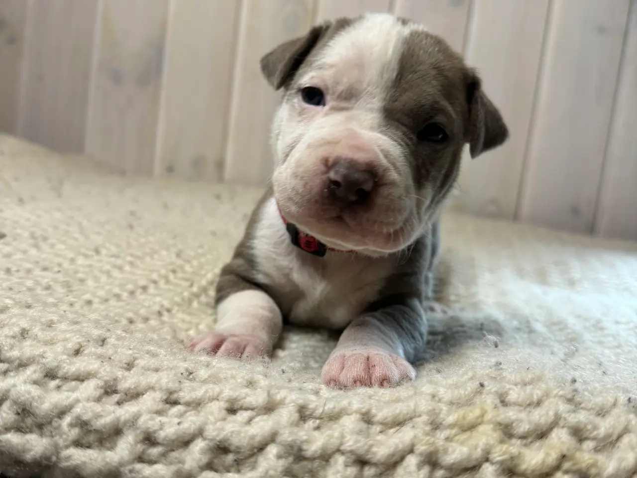 Billede 10 - Anarican Bully xl hvalpe