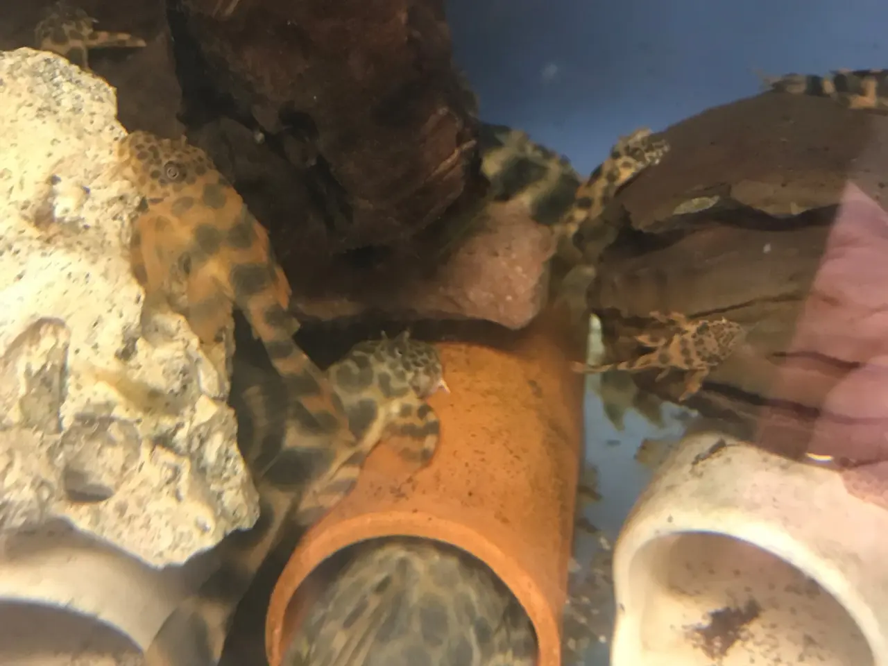 Billede 1 - Peckoltia sabaji L075