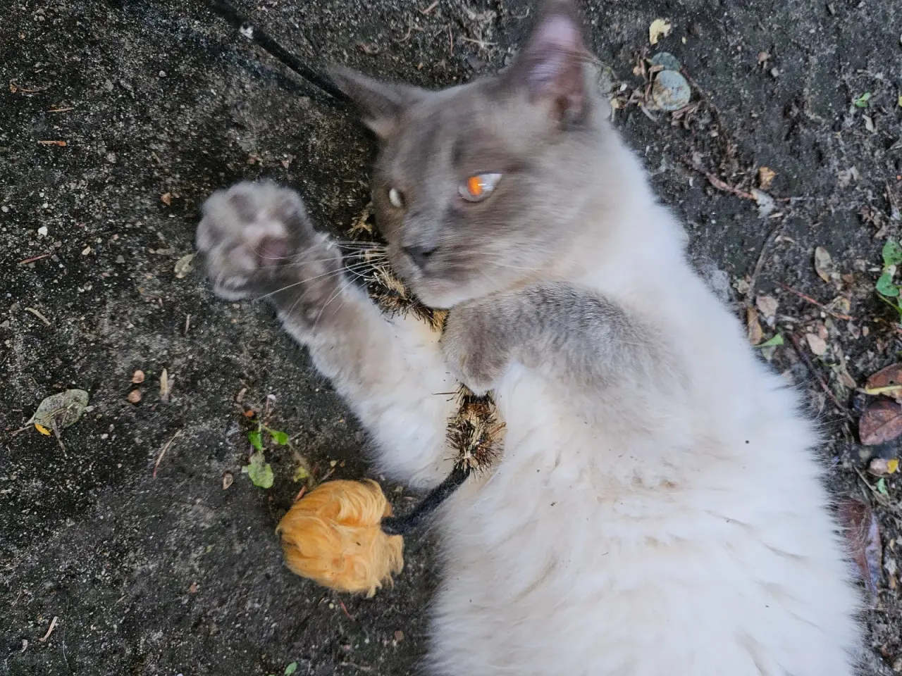 Billede 8 - Killinger Ragdoll / Hellig Birma.