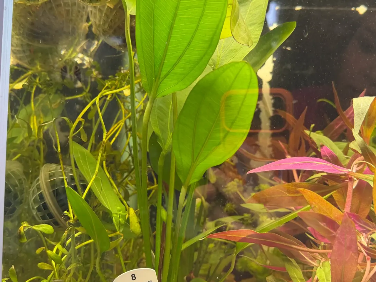 Billede 12 - Mange flere akvarie planter