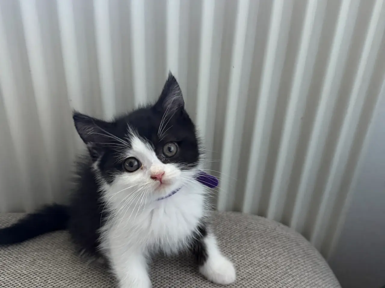 Billede 5 - British shorthair x ragdoll sælges