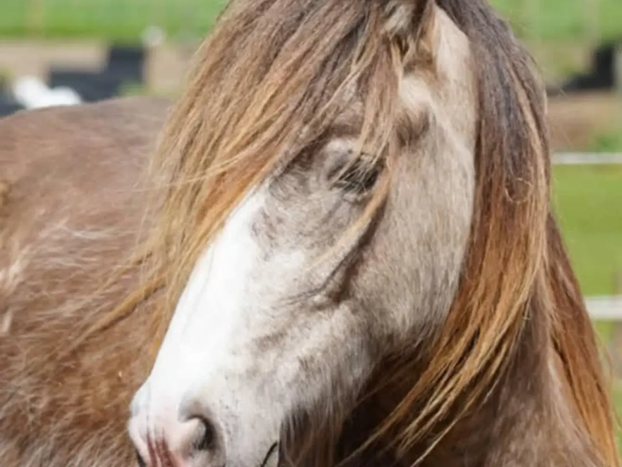 Billede 7 - Irish Cob heste søger nyt hjem