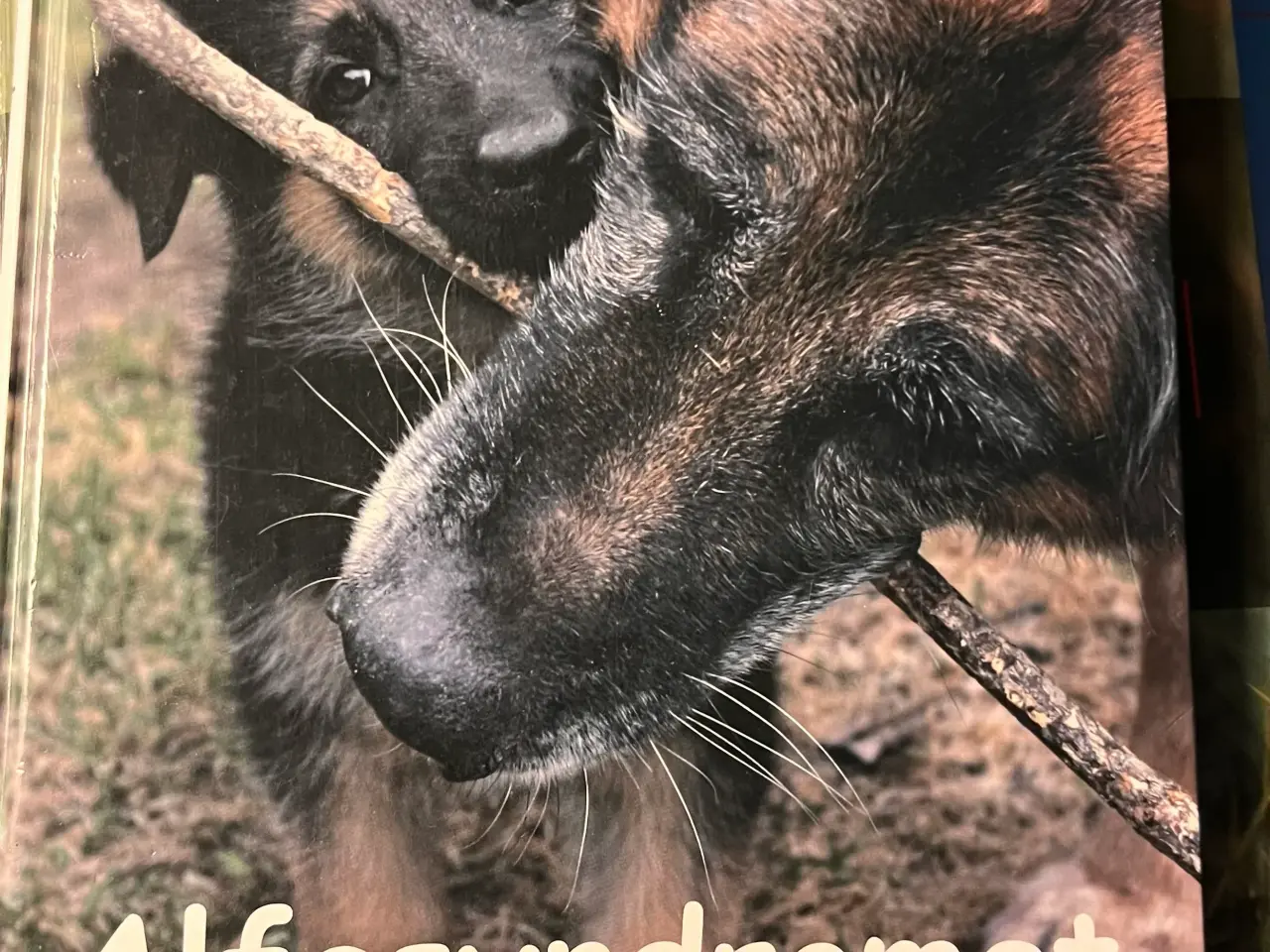 Billede 2 - Hundetræning, adfærd og viden om hunde