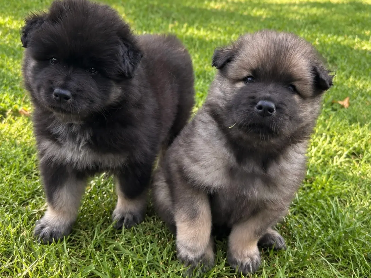 Billede 1 - Skønne samojede/eurasier-hvalpe søger kærlige hjem