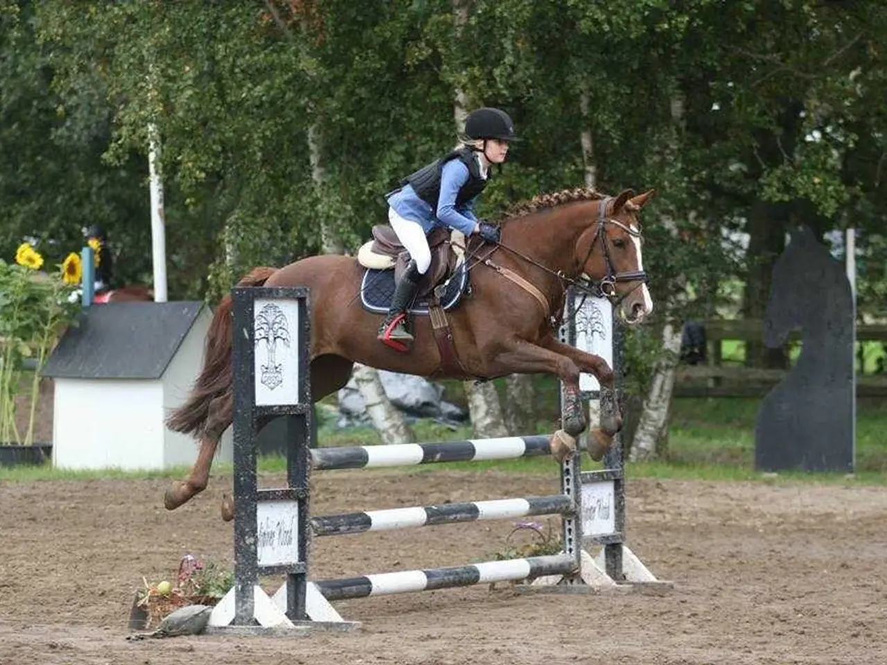 Billede 11 - New Forest vallak 