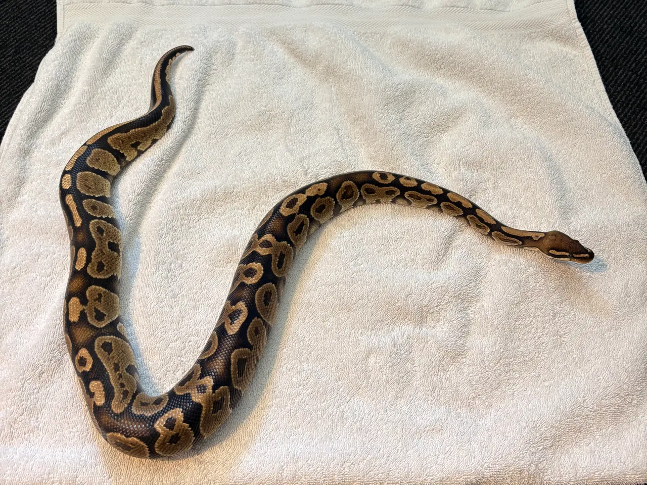 Billede 3 - Kongepython med terrarium 