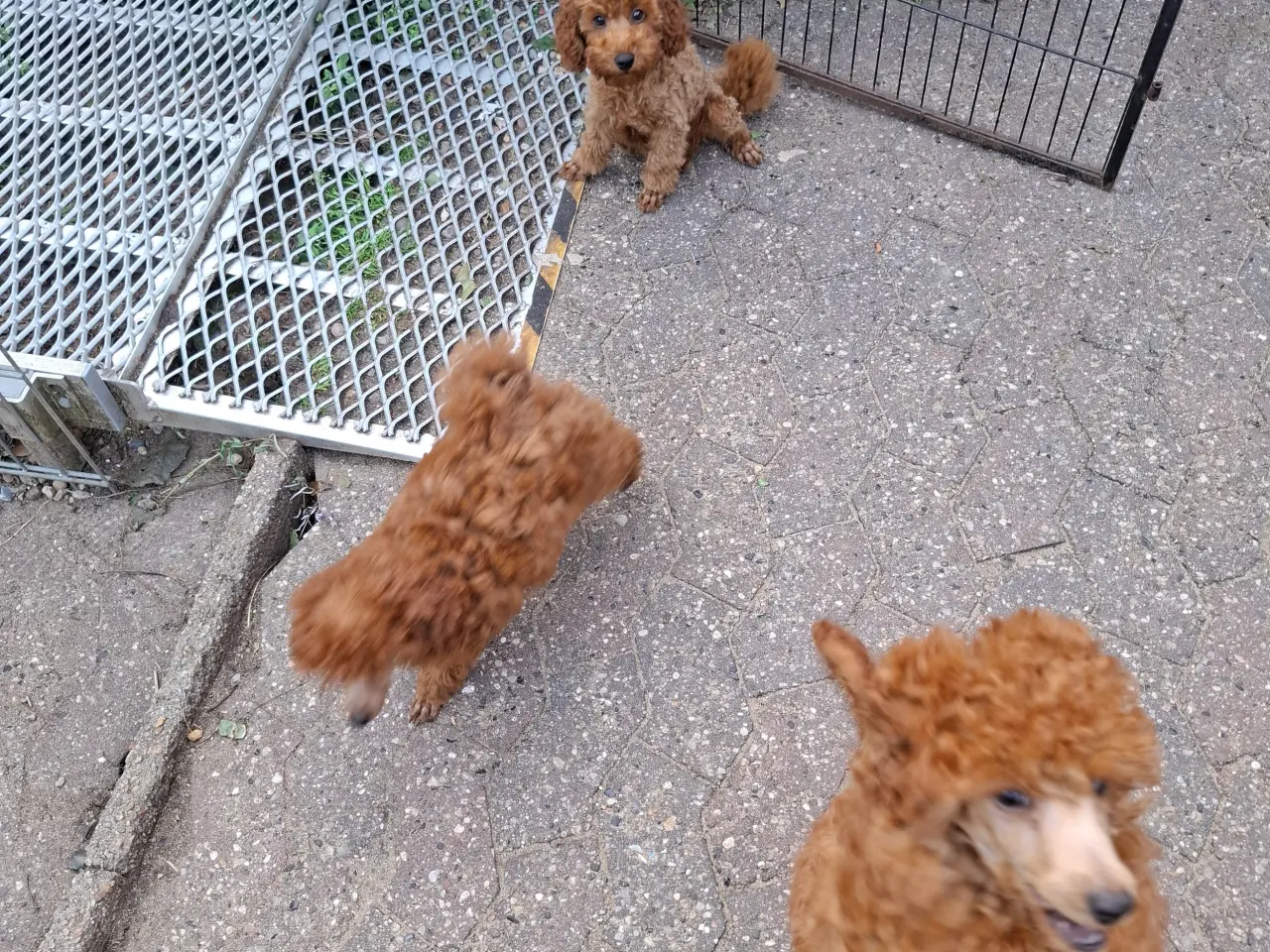 Billede 8 - Dværg hanhunde til paring på vores adresse 