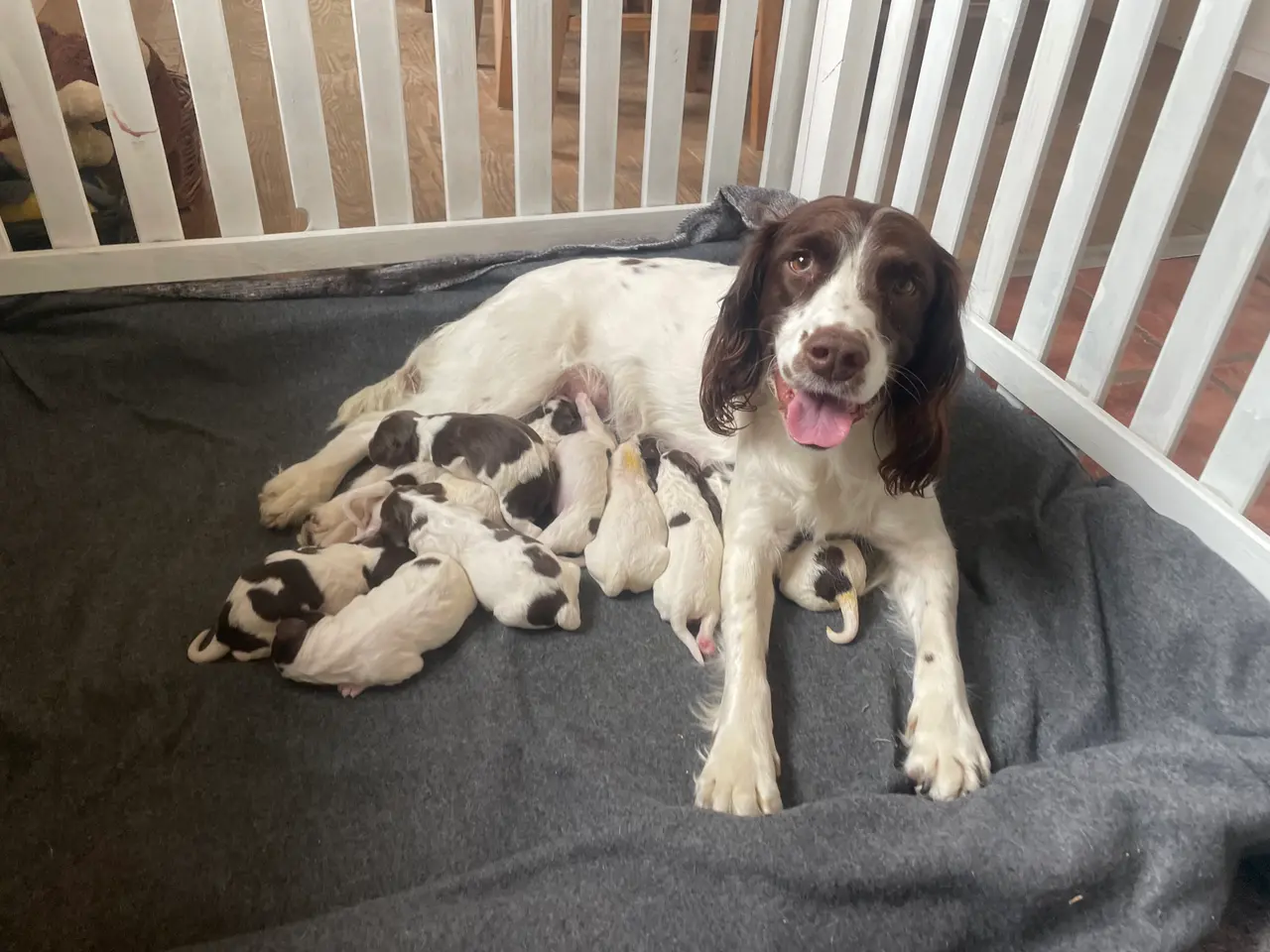 Billede 3 - Ft Engelsk Springer Spaniel hvalpe, drenge & piger