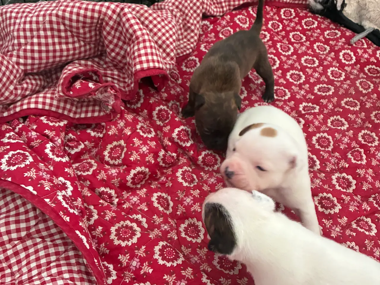 Billede 11 - Engelsk staffoird terrier hvalpe