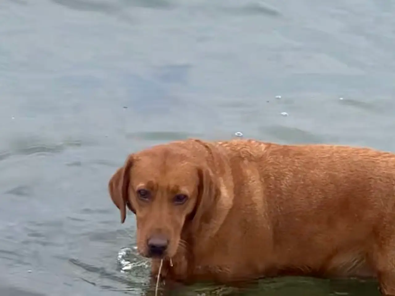 Billede 6 - Labrador hvalpe gul / fox red 