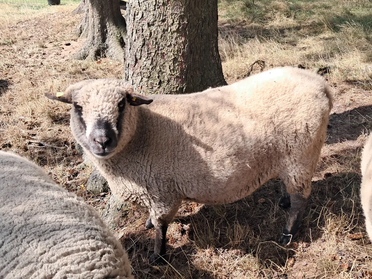 Billede 2 - Shropshire får + lam